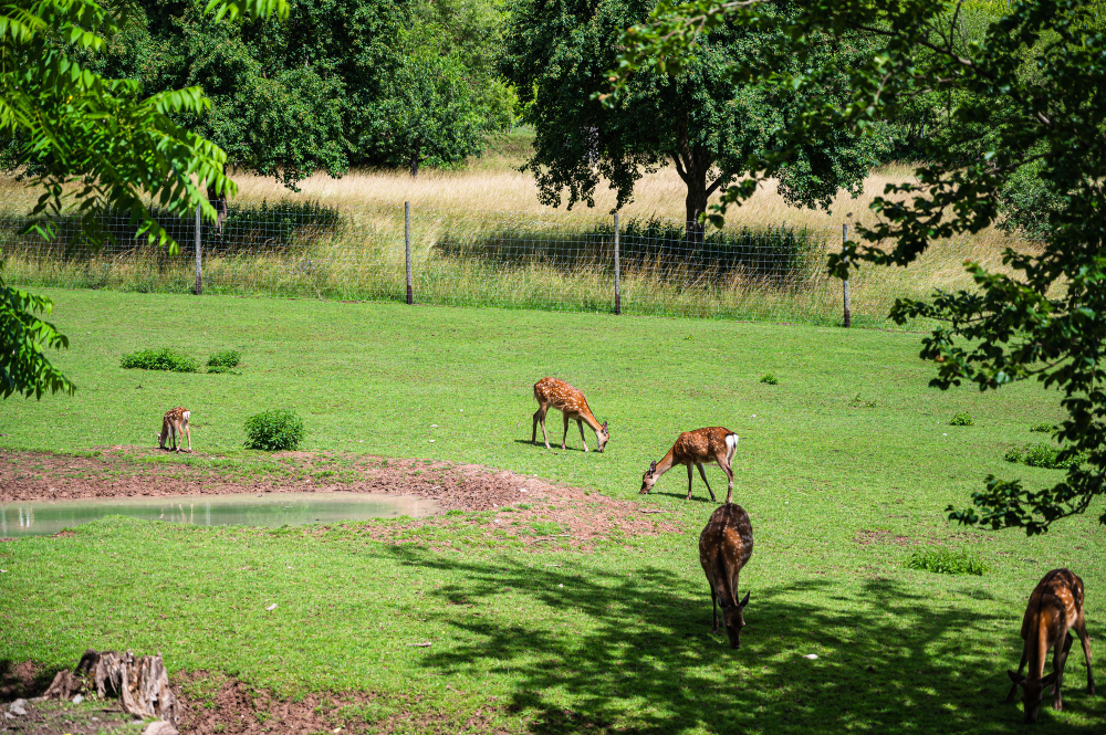 deers-green-grass-zoo-sunny-day