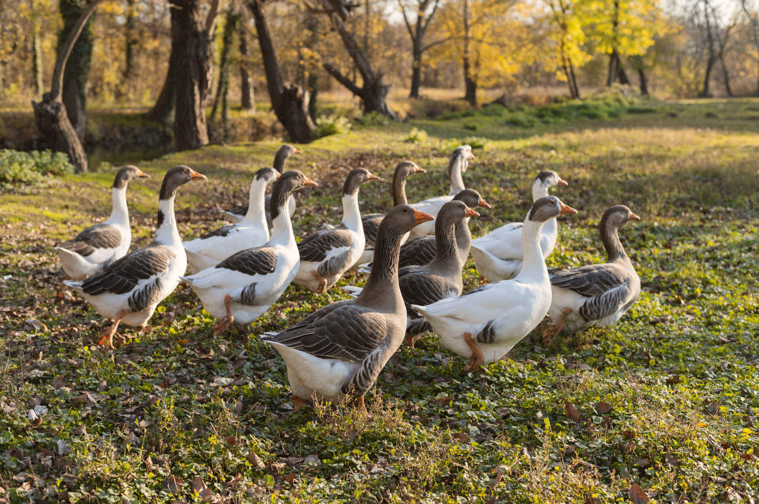 Goose Calling